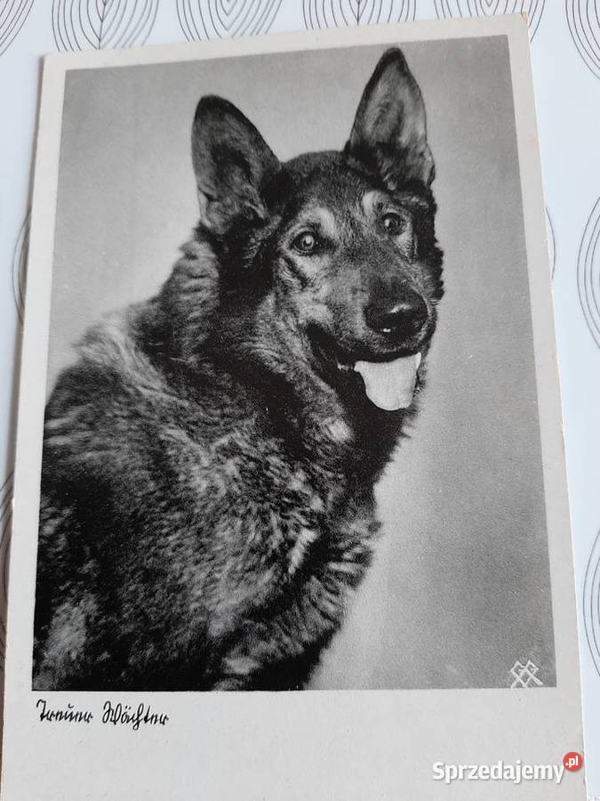 Stara fotografia psa Stronie Śląskie sprzedam