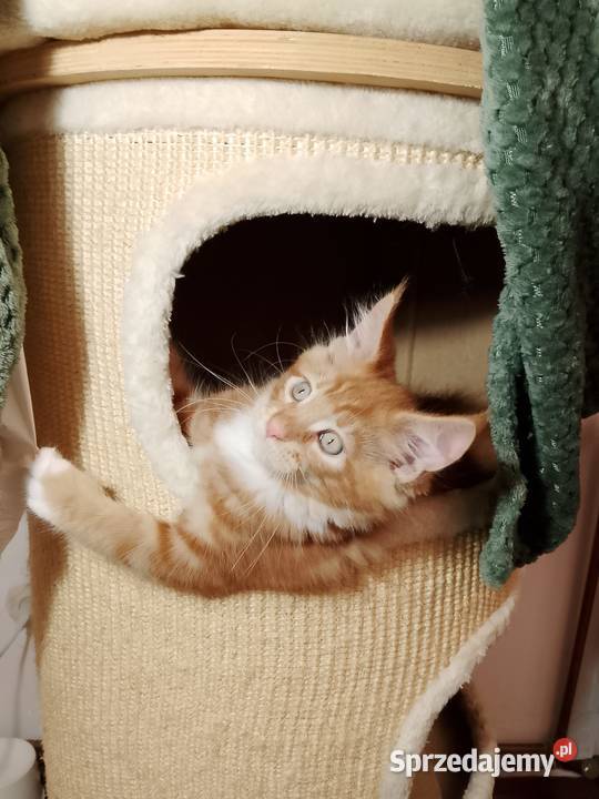 Kocurek Maine Coon Rodowód FPL Bytom Odrzański sprzedam