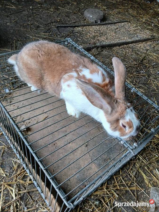 Młode króliki mieszańce szukają domu sprzedam