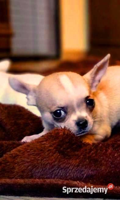 Chihuahua suczka biała i bezowa