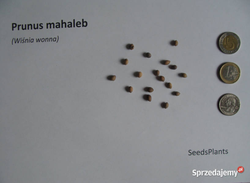 WIŚNIA WONNA Prunus mahaleb NASIONA 1300 sztuk Lubanie