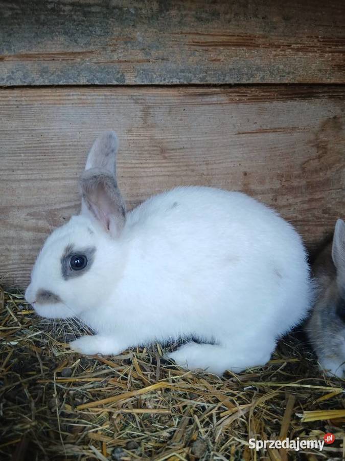 Króliki miniaturki sprzedam