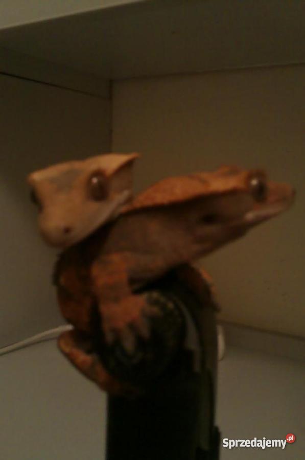 dwa gekony orzęsione terrarium 120x40x60 Opole sprzedam