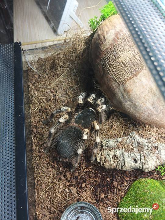 Ptasznik białokolanowy samica