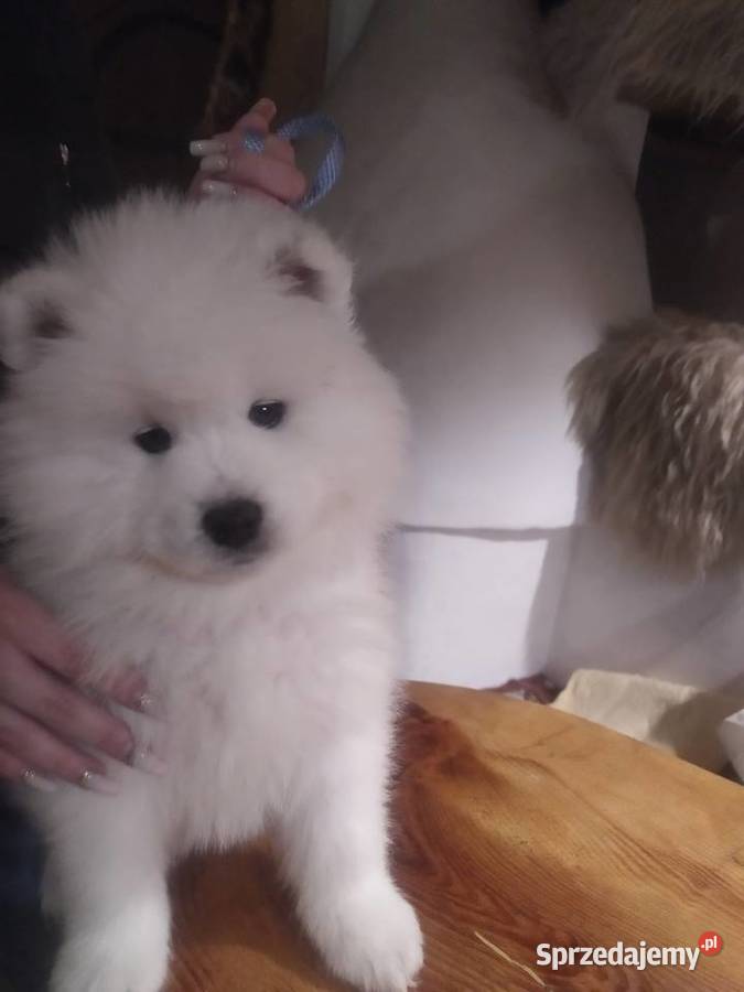 Samoyed samojed Związek Kynologiczny FCI Zwierzęta