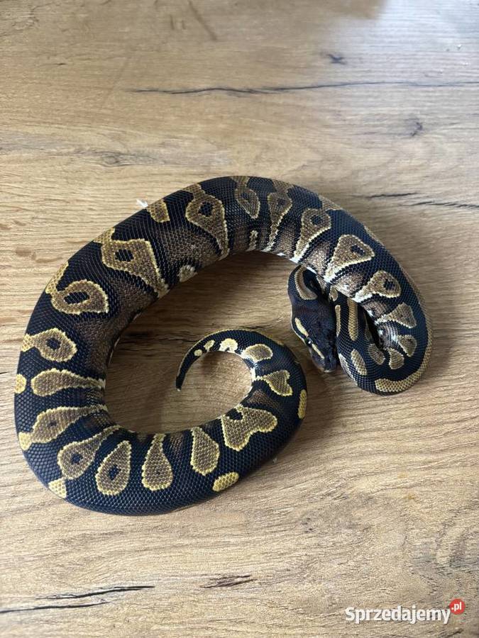 Python królewski Black head yellow belly mazowieckie