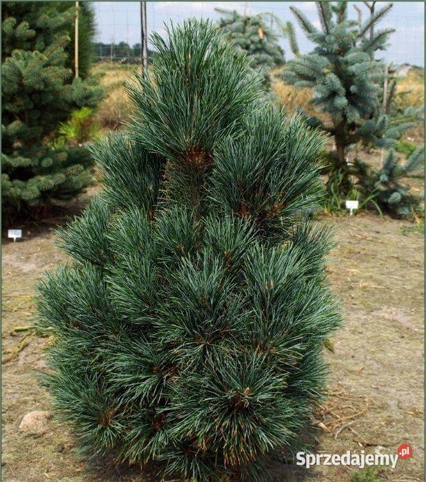 Sosna limba Pinus cembra wys 5070 z gruntu