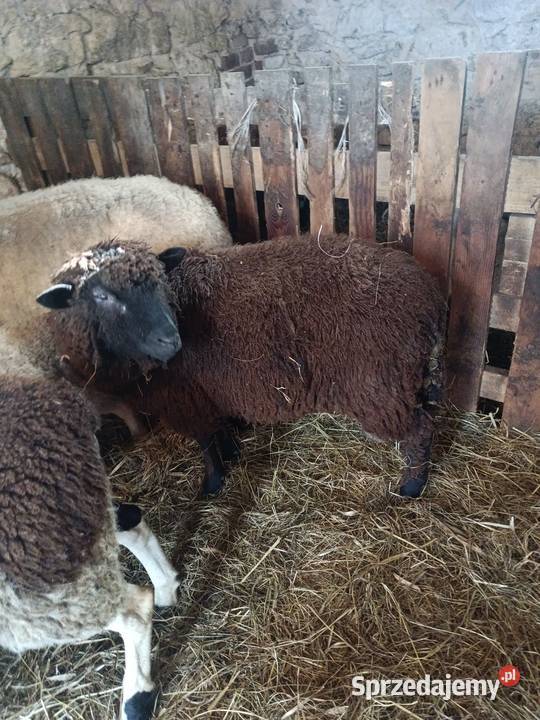 Baran czarny tryk z wiosny 2025 Kolonia Lipnik