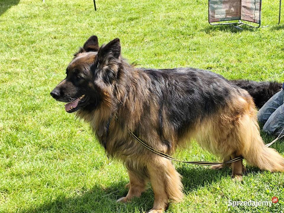 Reproduktor owczarek niemiecki Nowy Tomyśl