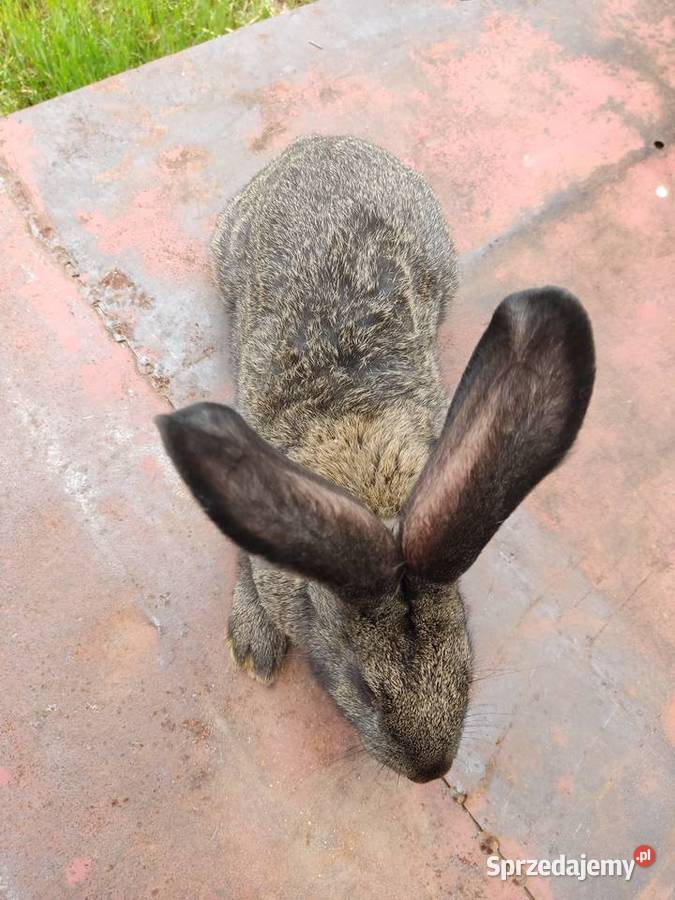Mieszańce Belgijskie mięsne Pozostałe Jasieniec