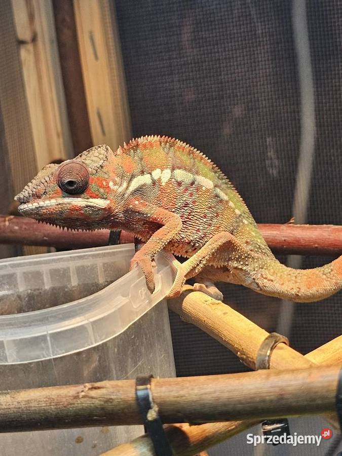Samiec Kameleon lamparci Ambilobe Kraków