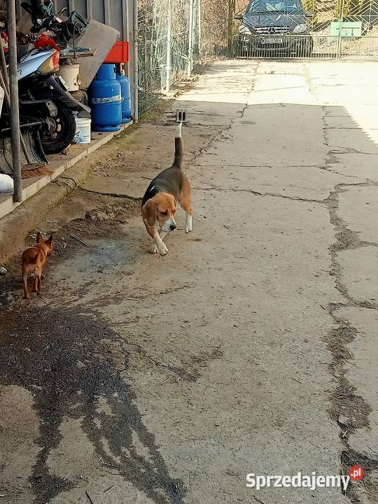 beagle Wawrzeńczyce
