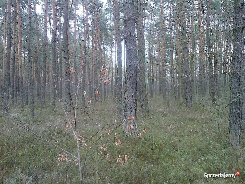 LAS 25 000 m2 STANISŁAWÓW TURZE PAPIERNIA Stanisławów sprzedam