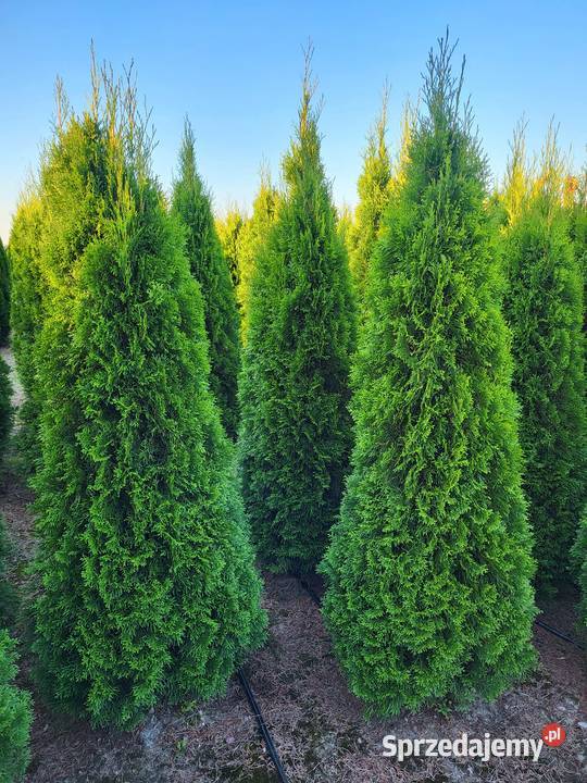 Tuje szmaragd 240250 sadzimy transport szybko Iglaste mazowieckie