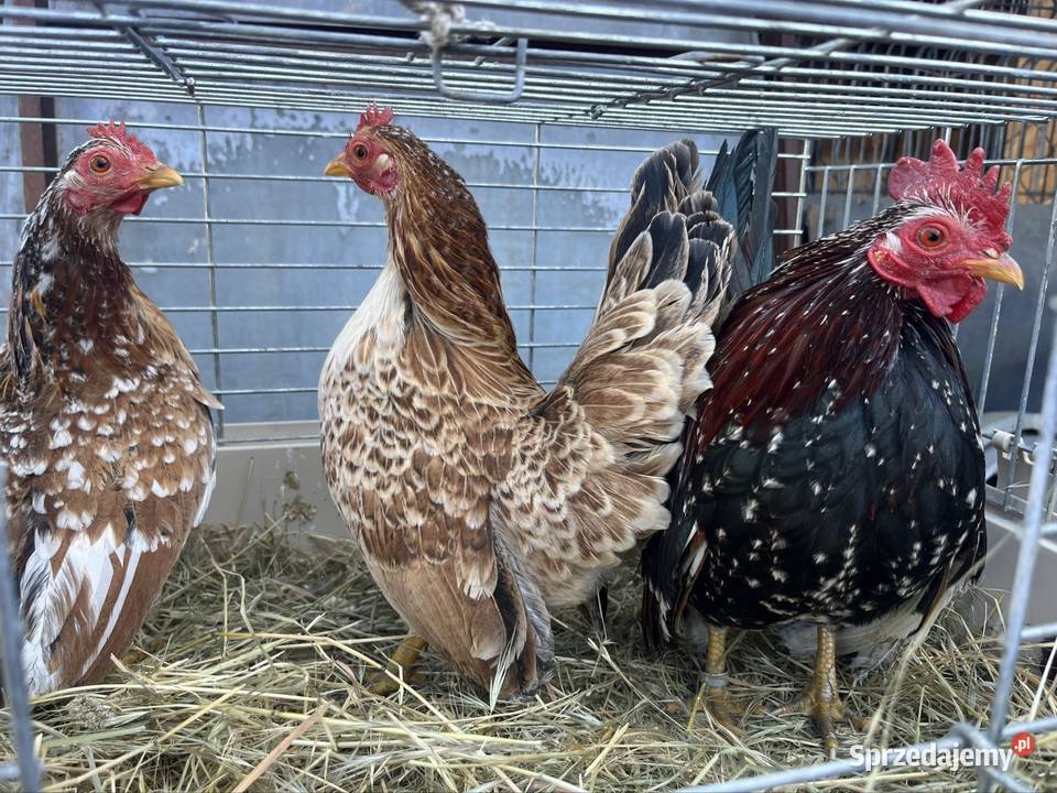 Kury seramy dolnośląskie Zachowice