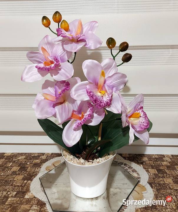 Storczyki Promocja Koszalin