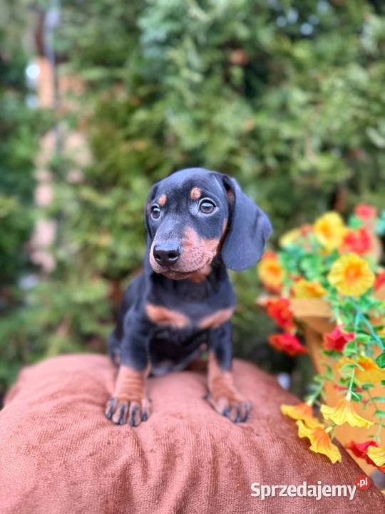 Śliczny piesek jamnik miniaturowy czarny Warszawa