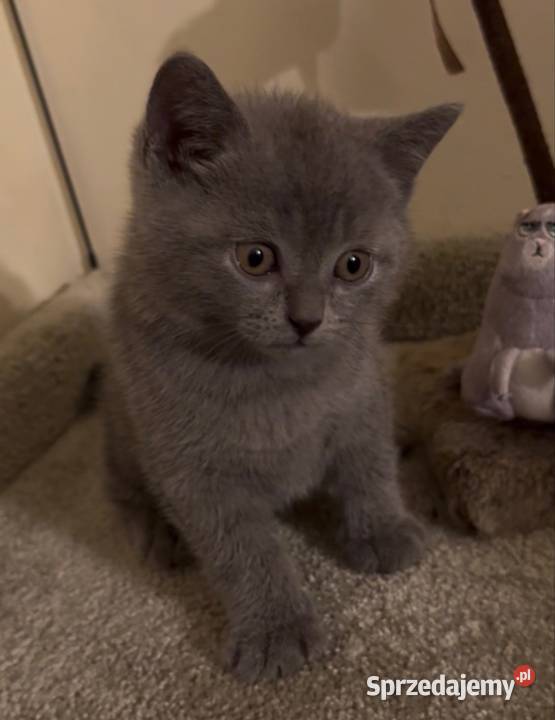 Kocięta brytyjskie Kraków sprzedam