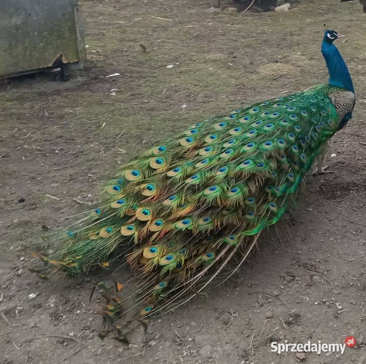 Pawie samice dorosłe 2 3 letnie wysyłam lubelskie Zamość