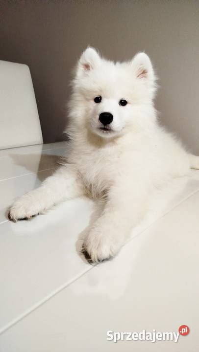 Samoyed szczeniaki Bydgoszcz