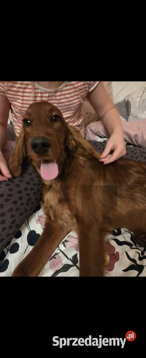 Seterki irlandzkie z rodowodem Magonie