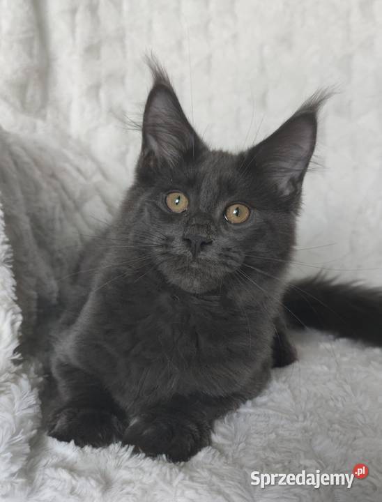 Maine Coon duże linie hodolwa FPL Radomsko