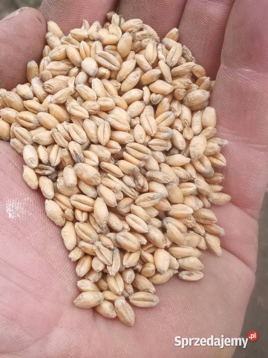 Pszenica ozima Kończyce Małe sprzedam