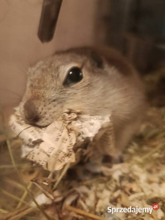 Suseł Richardsona wiewiórka ziemnapiesek wielkopolskie Poznań