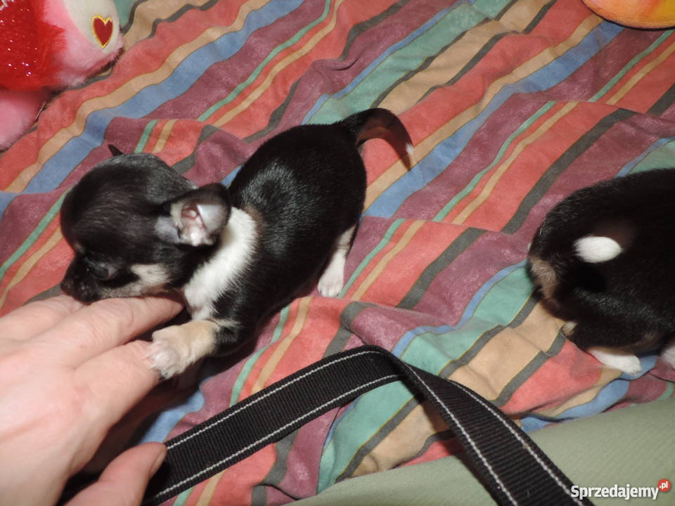 Chihuahua Exclusiv XXS piękne słodziaki Kołobrzeg