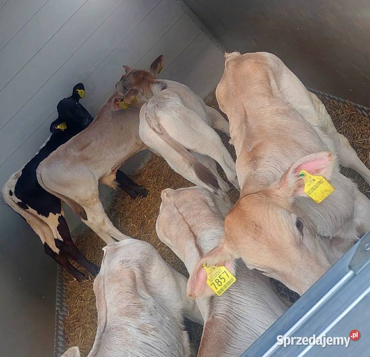 Byczki mięsne cielęta Łomża sprzedam