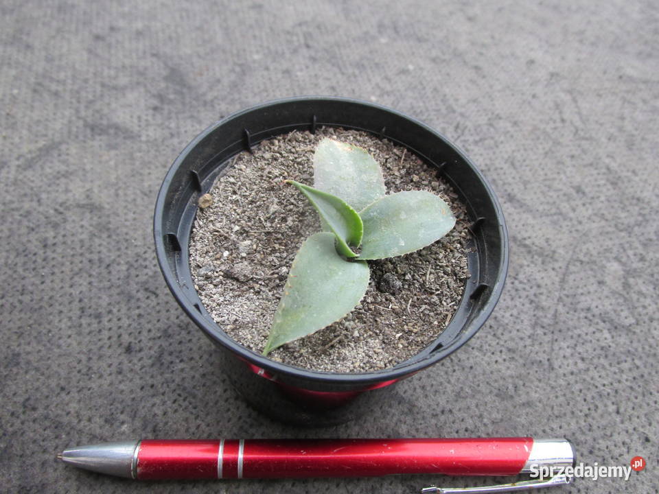 Mrozoodporna agawa do 12C Agave parryi var Kraków