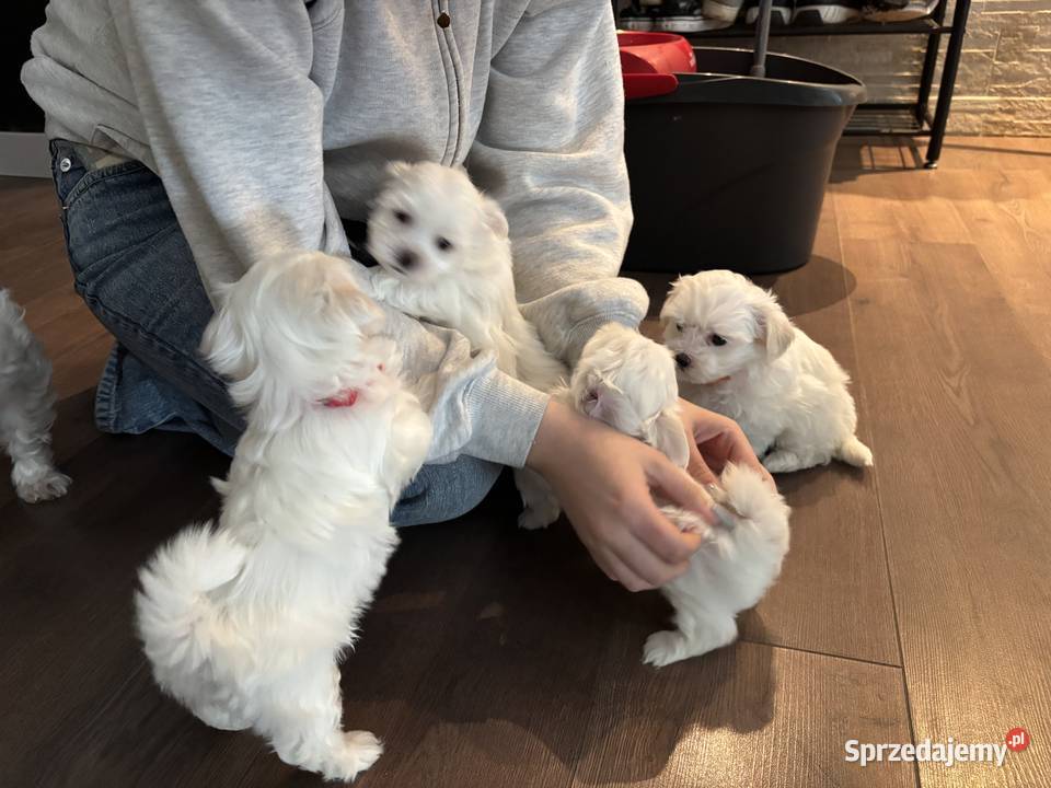 Cudowne maltańczyki Psy Łódź