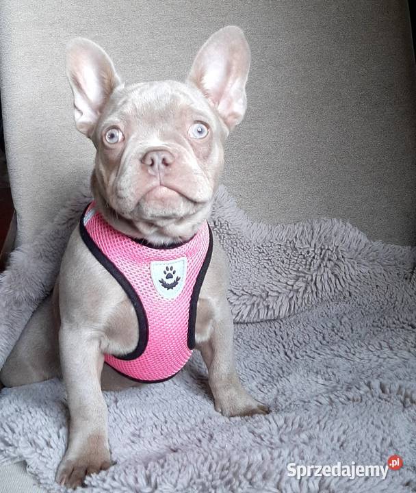 Buldg francuski suczka Pabianice