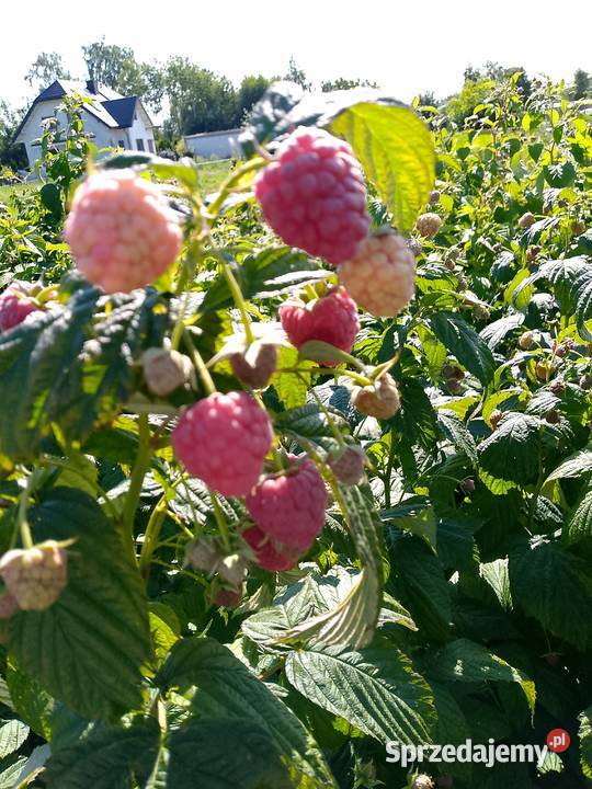 sprzedam sadzonki maliny odmiany Polonez wielkopolskie Poznań