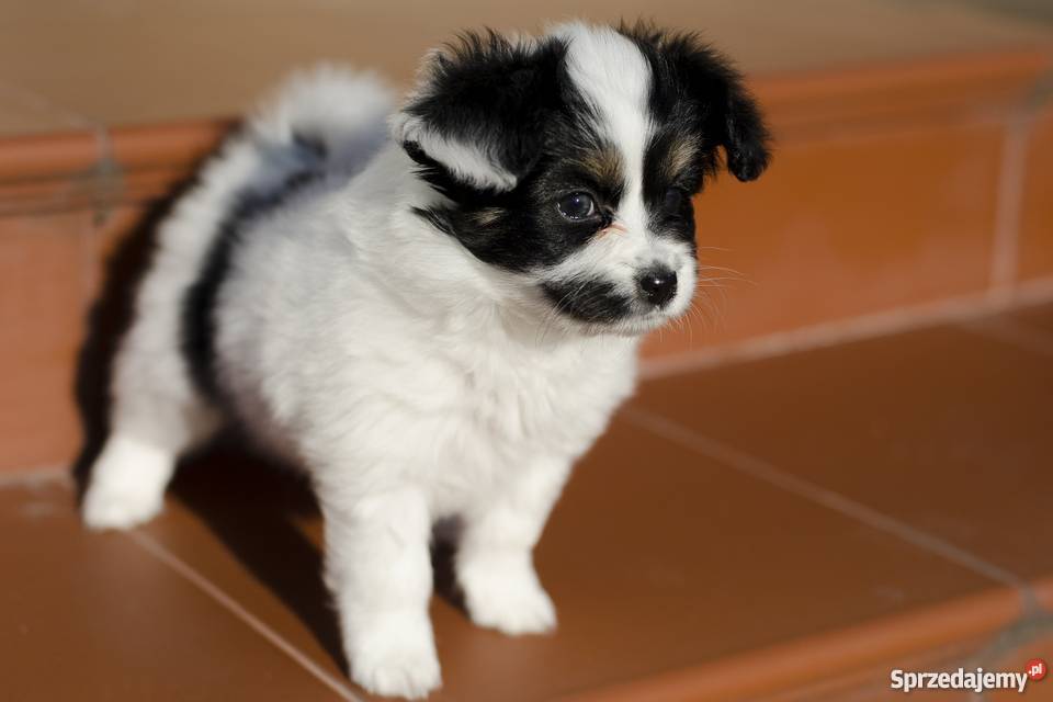 Szczeniaki Papillon trikolor Psy mazowieckie Grójec