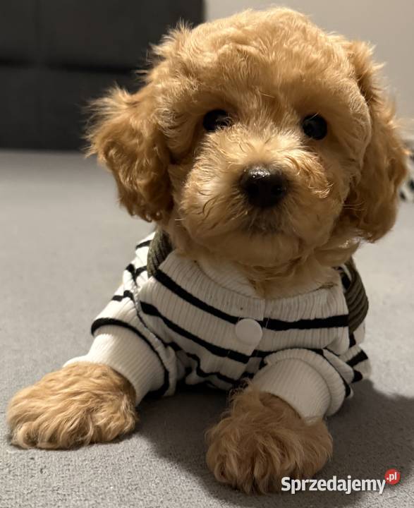 Maltipoo F1b Poznań