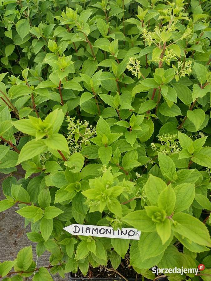 Hortensje bukietowe SADZONKI Wrocław