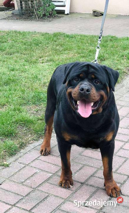 Sprzedam pięknego pieska rasy Rottweiler wielkopolskie Ostrów Wielkopolski sprzedam