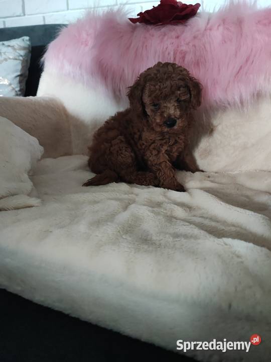 Pudelki toy szczenięta Pozostałe dolnośląskie Bolesławiec