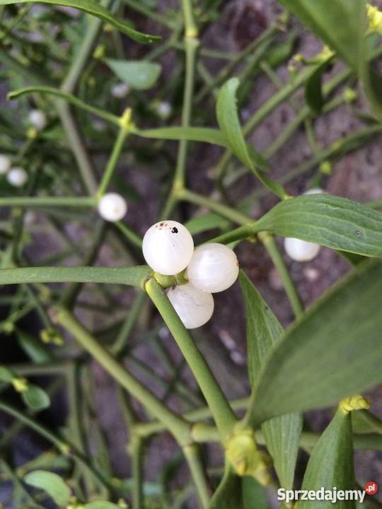 Sprzedam Jemiołę Jemioła hurt 1m3 80 Kule pęczki Piotrków Trybunalski