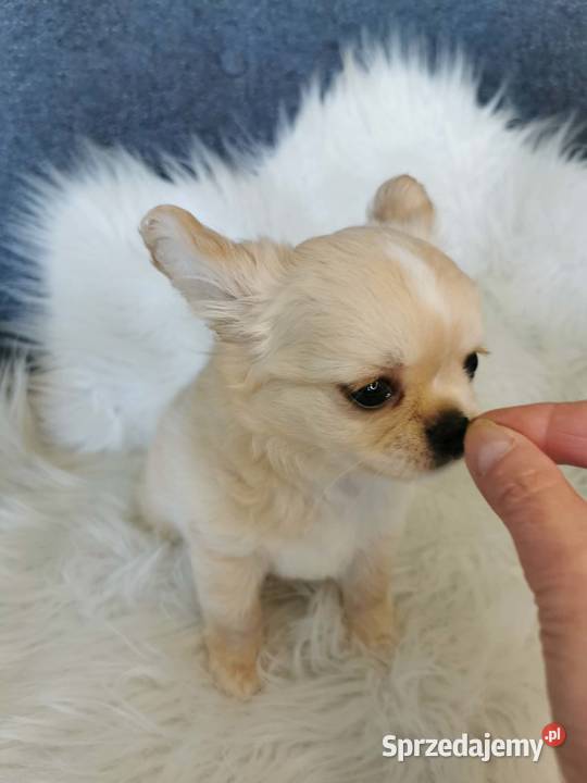 Chłopcy Chihuahua ZKwP FCI Chihuahua Lubin