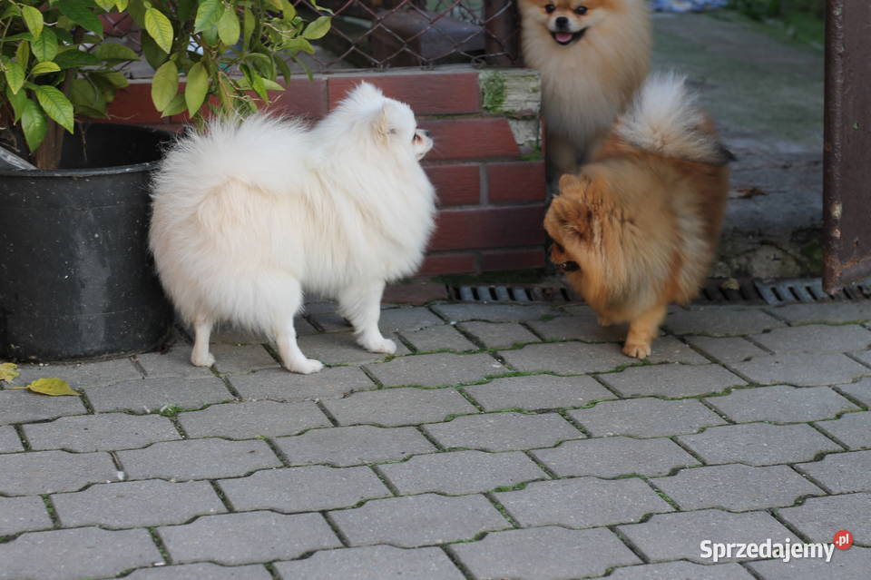 Suczka pomerinin dorosła Toszek