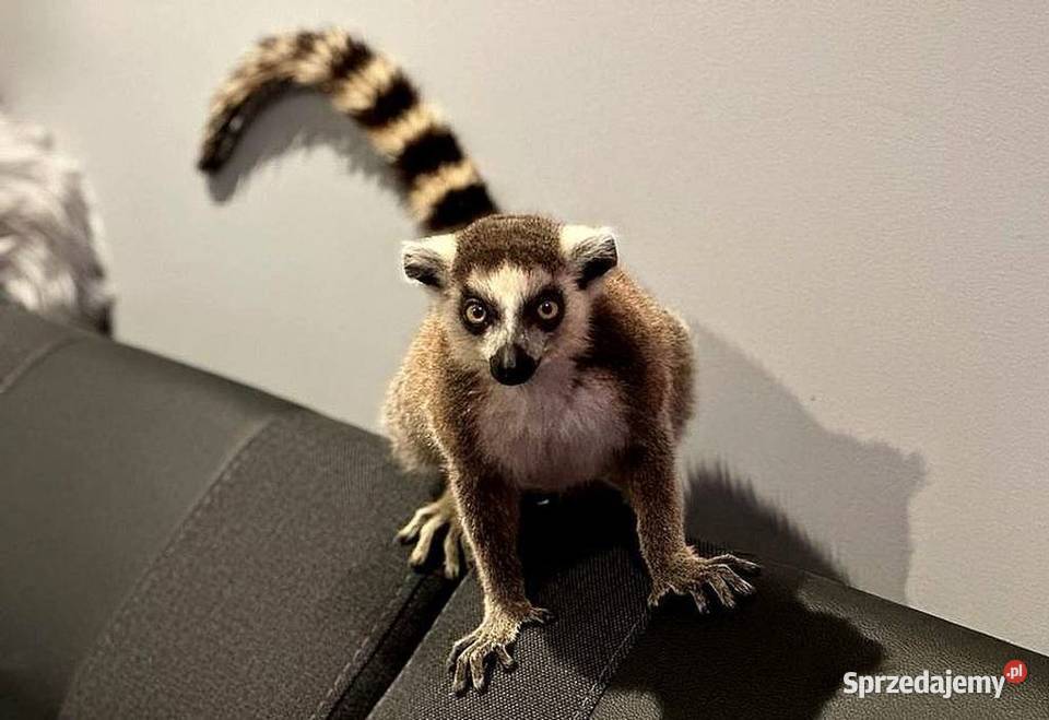 Oswojone Lemury Katta łac Lemur Catta piękne Katowice