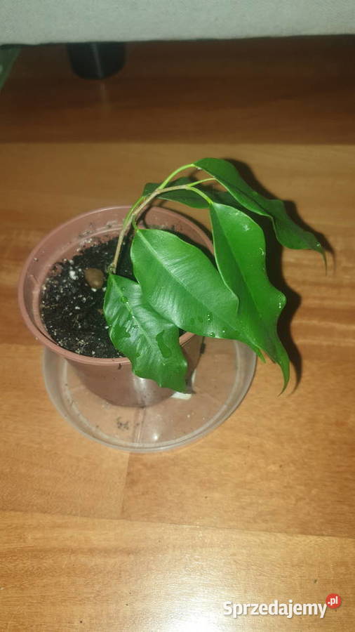 Fikus benjamina roślina rosnąca Warszawa