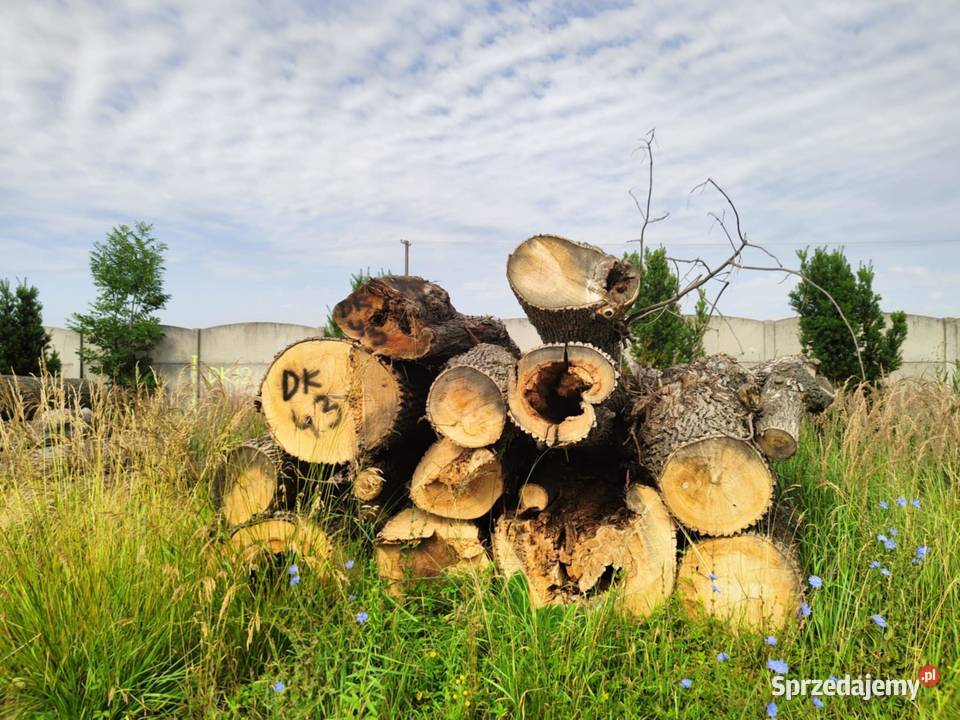 sprzedam drewno liściaste w kłodach Wojsławice
