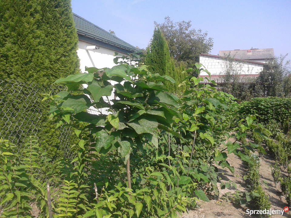 catalpa katalpa nieszczepiona Puławy