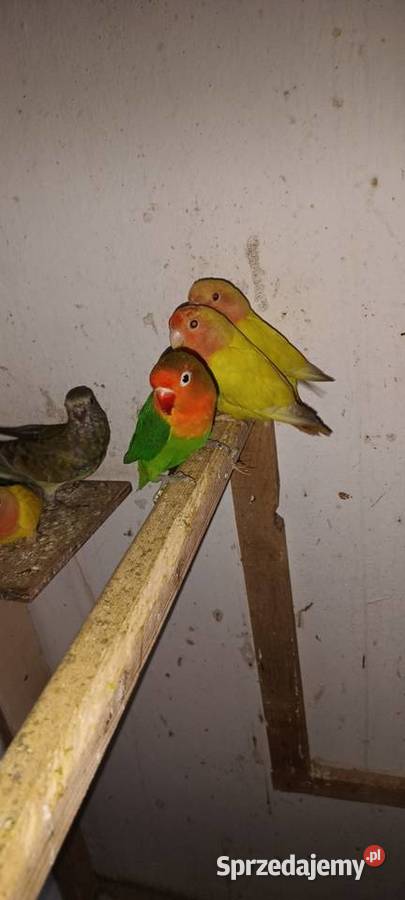 Sprzedam papugi Pierzchnica