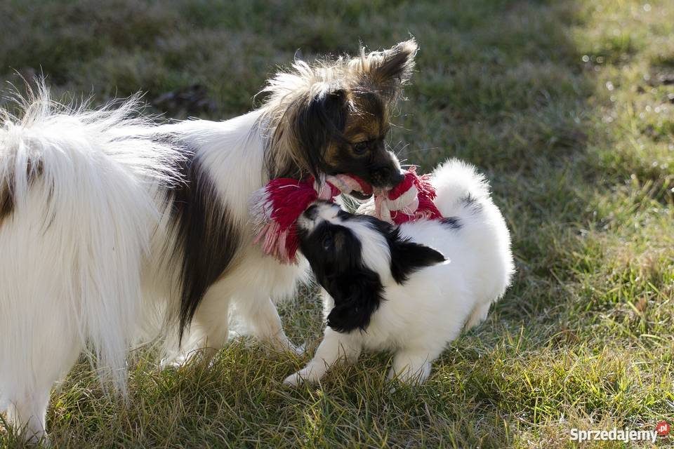 Szczeniaki Papillon trikolor Grójec