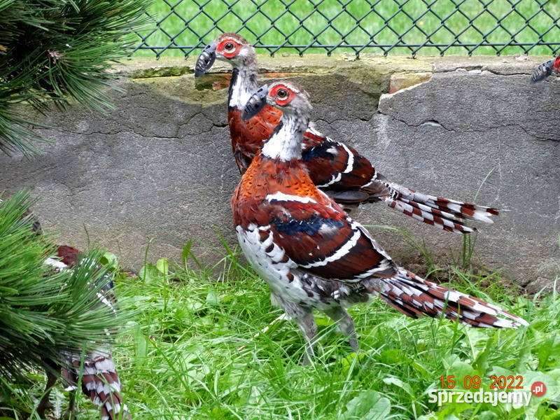 Sprzedam Bażanty Kasztanowe Bażant z 2022r Samce Gostyń