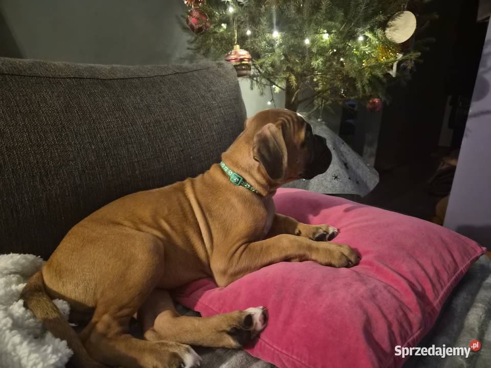 Bokser szczeniak o imieniu hodowlanym Boss Bokser